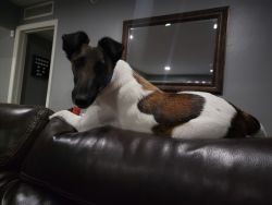 1 Year old Fox Terrier for Sale