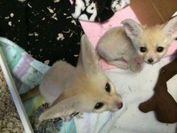 fennec fox available