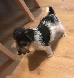 1 Beautiful Kc Reg Fox Terrier Boy Left for sale