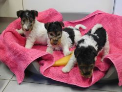 Wire Fox Terriers puppies for sale call or text(xxx) xxxxxx4