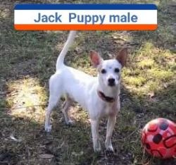 Jack, Fox Terrier mix