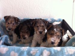 Beautiful litter of Fox Terrier puppies for adoption
