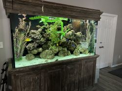 SALTWATER FISH TANKS FOR SALE