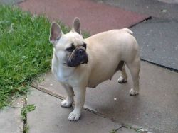 Top quality French bulldog pups