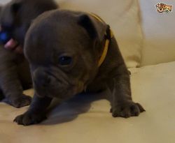 Kc ((ready To Leave)) French Bulldog Puppies