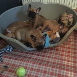 french bull dog for sale