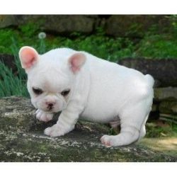 Affectionate French Bulldog Puppies