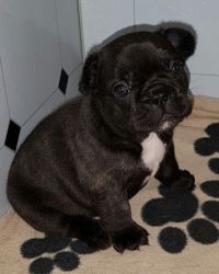 Kc Registered French Bulldog Puppies Ready Now