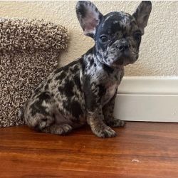 Gorgeous male and female french bulldog
