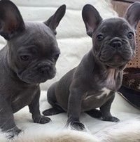 Stable Blue Fawn Frenchie Bulldogs