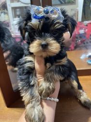 Tea cup Size Yorkshire Terriers