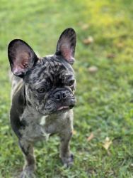 Handsome Max the French bulldog puppy