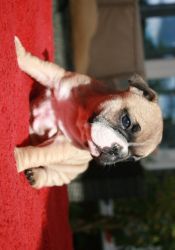 frensh bulldog puppies ready for new home