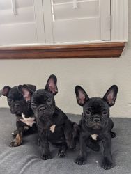 Exotic Frenchie bulldogs