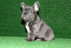 Caring French Bulldogs Puppies .
