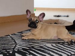 French Bulldog for sale