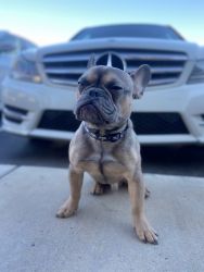 Sable Frenchie 8 months old male