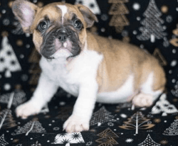 8 weeks female French Bulldog for sale