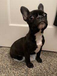 Six month old female French bulldog Nuance home