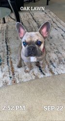 Female Blue fawn frenchie