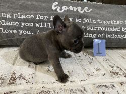 Eight week old boy and girl French bulldog puppies