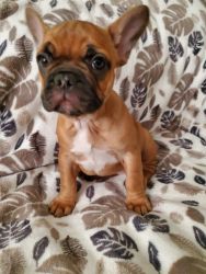 Montana French bulldog puppies for sale