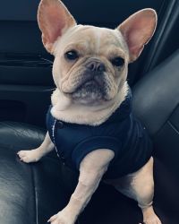 Pure Bred French Bulldog for Sale