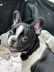 Beautiful black and white male frenchie