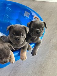 ADORABLE French Bull Dog Puppies