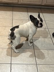 Merle French bulldogs Looking for a forever home