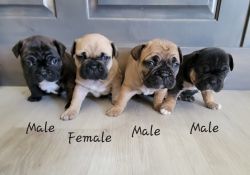 French bulldog puppies AKC certified, Sable, Brindle ,and Tri color