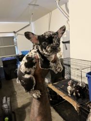 Merle French bulldogs READY NOW
