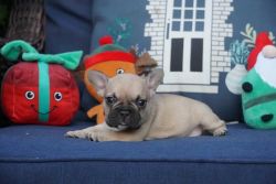 French Bulldogs Ready for New Homes