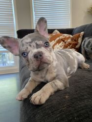 3 Merle Male Frenchies