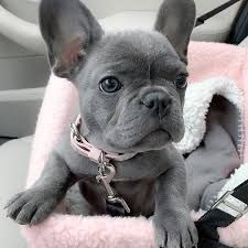exotic x french Bulldogs now