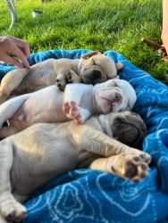 3- Highly breed male French bulldogs