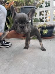 AKC Certified, Fluff Carrier, Male French Bulldogs