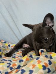 LAST 2 french bulldog pups looking for a new home