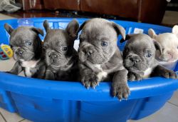 French Bulldogs puppies