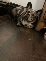 8 month old female French bulldog for sale
