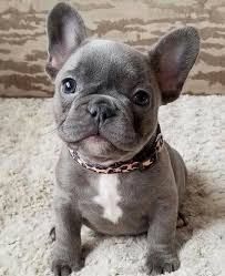 technical x French Bulldogs now