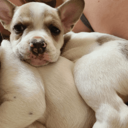 French bull rat terriers