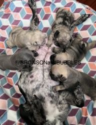 AKC Certified French bull dog puppies for sale!