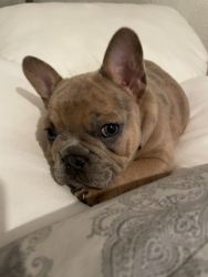 Blue fawn Merle frenchie 1 1/2 years old