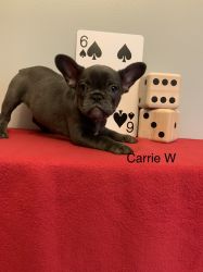 French Bulldog puppies Pure breed AKC and DNA tested