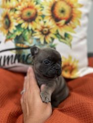 Frenchies looking for families