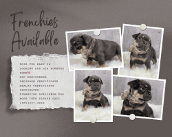 French bulldog Isabella carriers