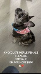 Chocolate Merle Female Frenchie