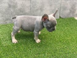 FRENCH BULLDOGS FOR SELL