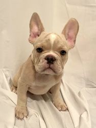 AKC Registered French bulldogs . This litter Carie’s the L4 gene.